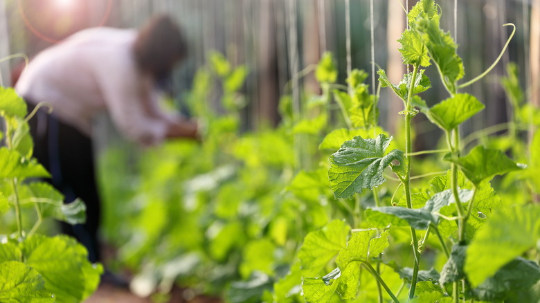 String trellis outdoor garden