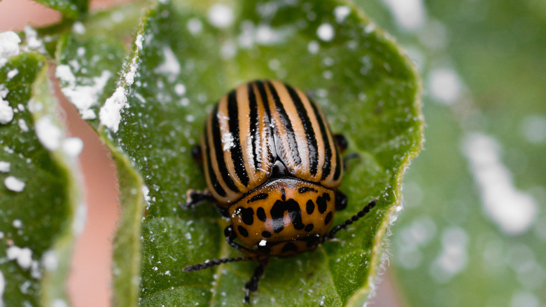 Beetle with diatomaceous earth