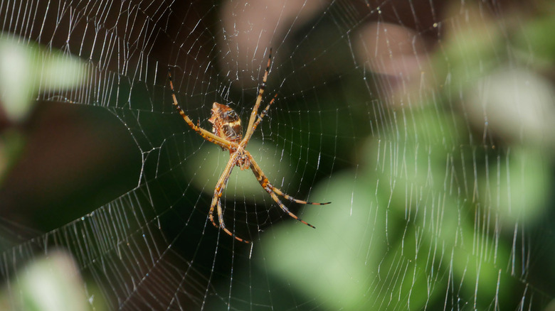 Spider on web