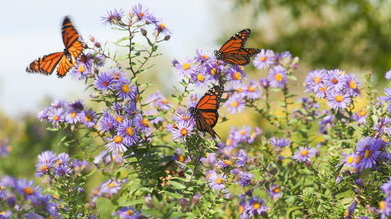 butterflies sitting on asters