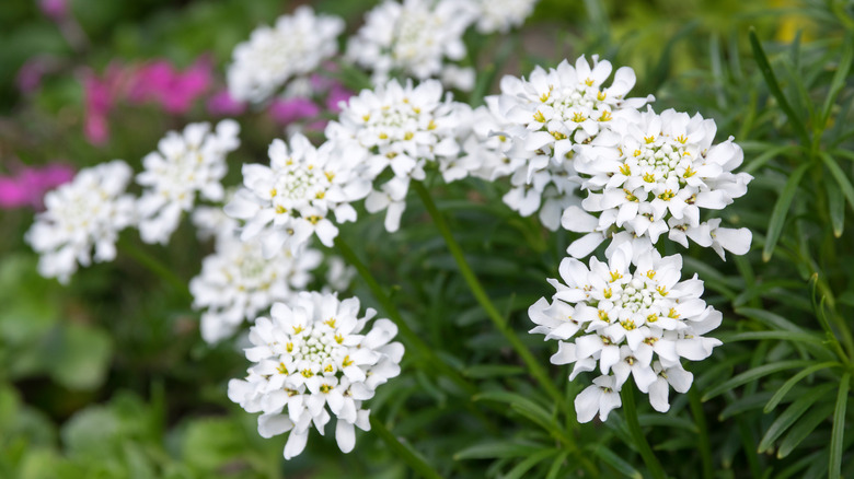 close-up of white candytuft