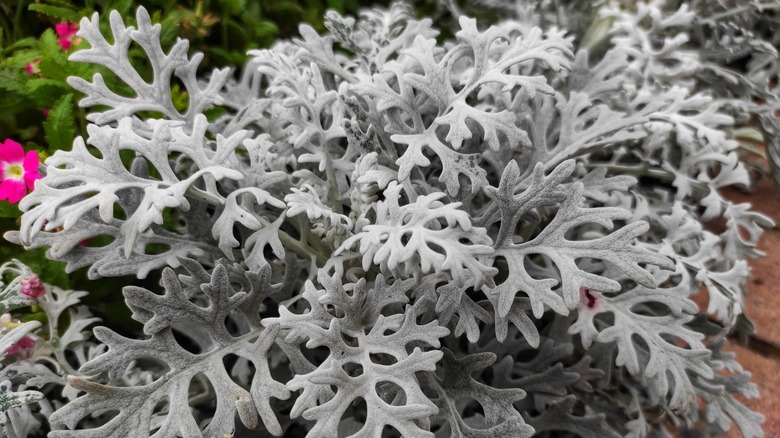 close-up of dusty miller plant