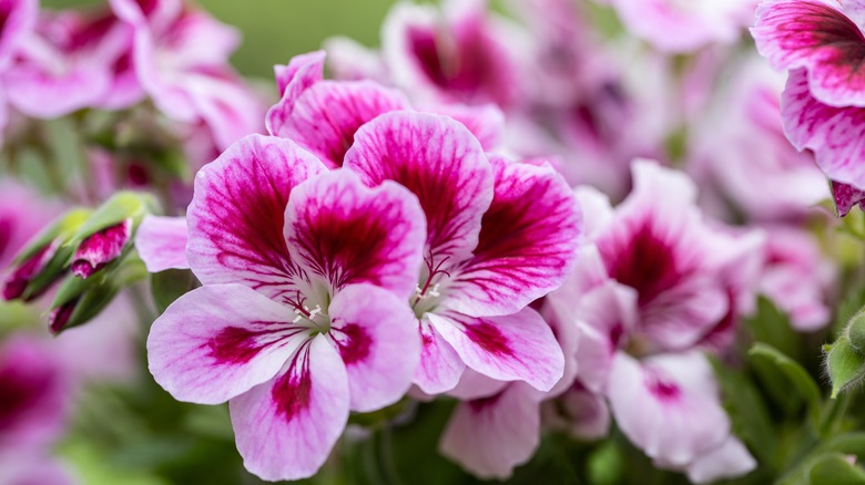 close-up of geraniums