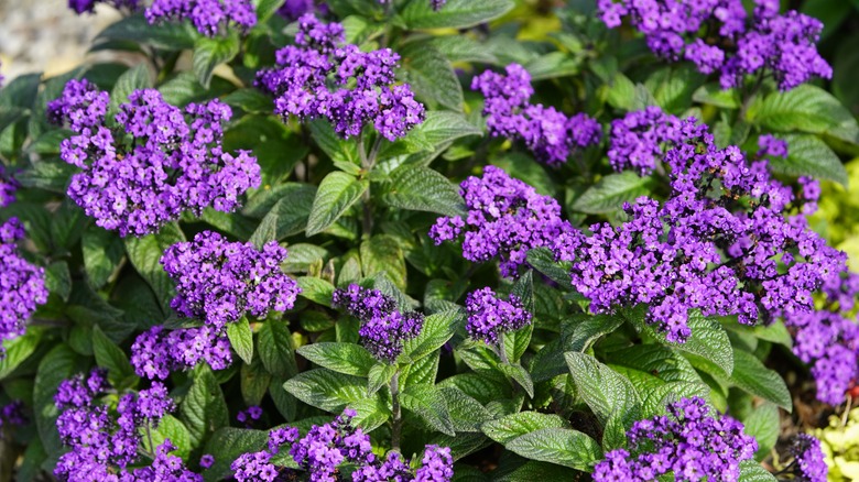 close-up of heliotrope plant