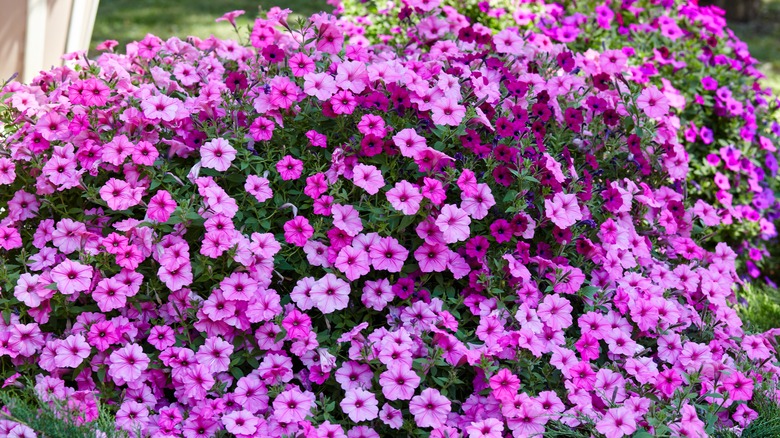 a garden of pink petunias