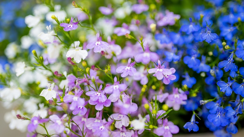 close-up of purple, blue, and white lobelias