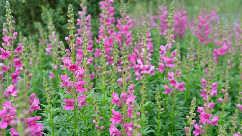 close-up of pink snapdragons