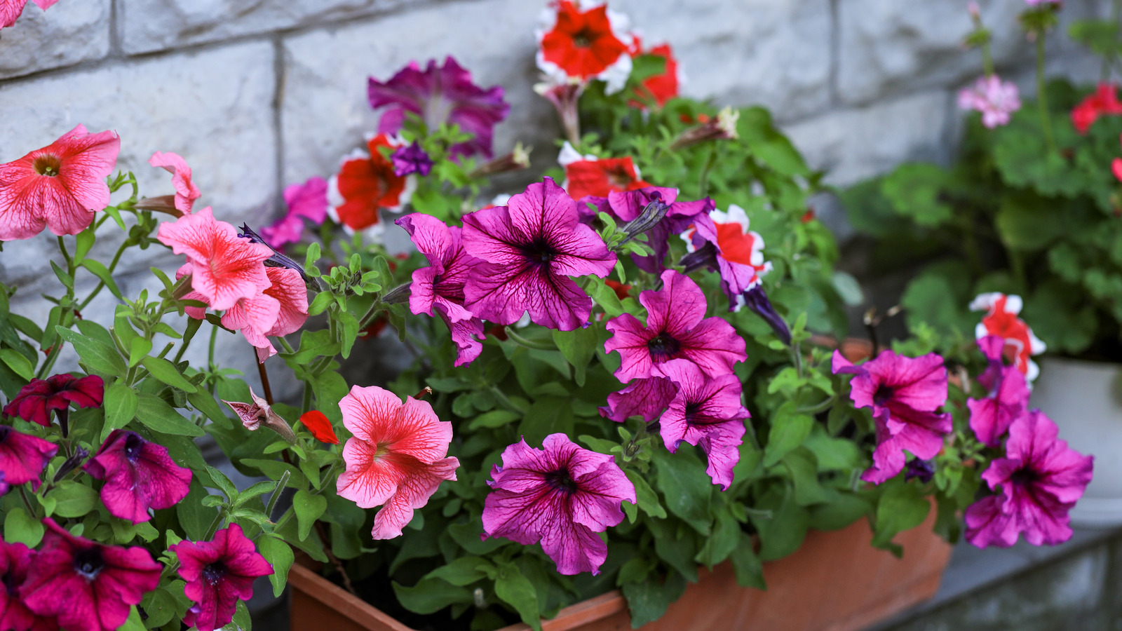 Your Petunias Will Thrive With The Help Of A Few Leftover Kitchen Scraps