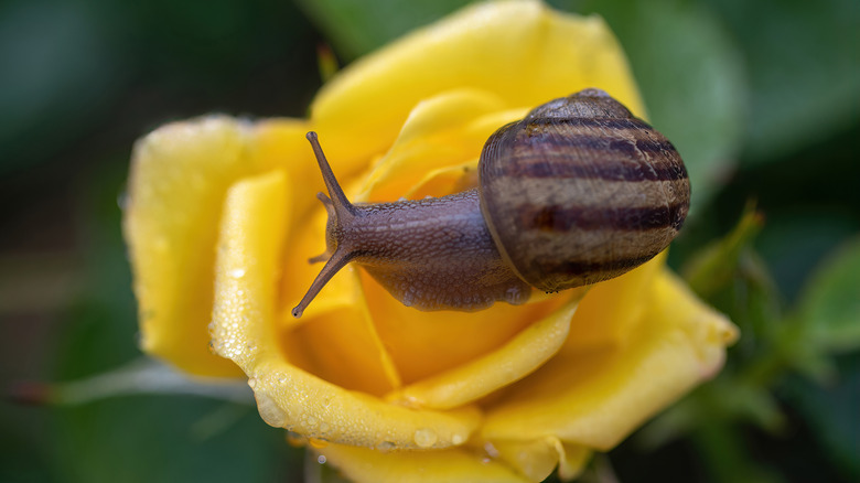 snail on rose
