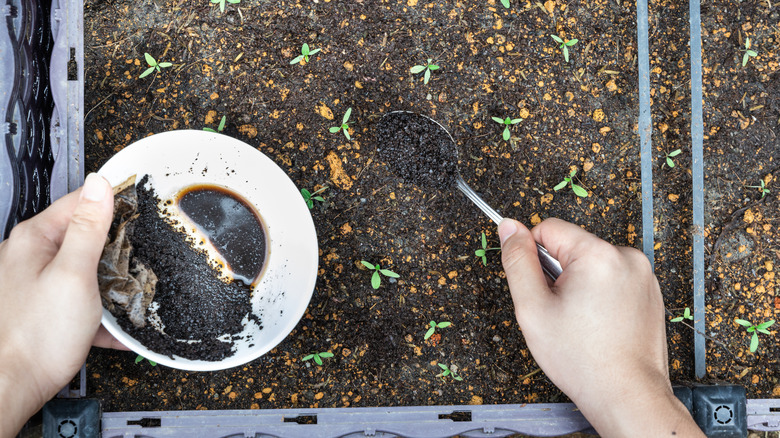 adding coffee grounds to soil