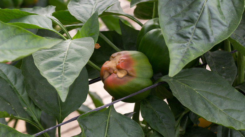 Blossom end rot in pepper