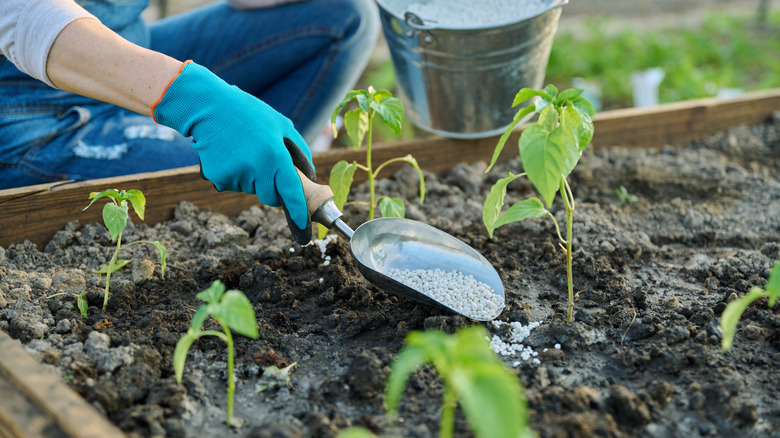 Fertilizing pepper plants