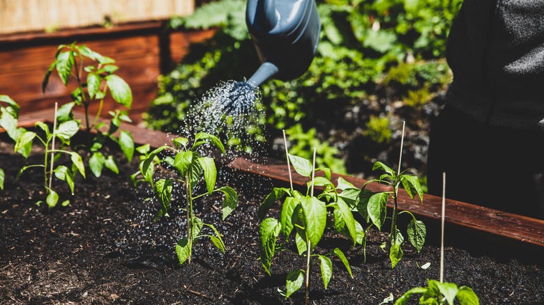 Watering pepper plants