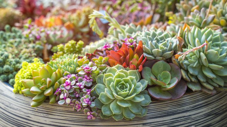 colorful succulents in a planter