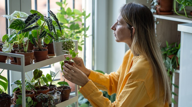 Woman caring for various house plants, including elephant ears.