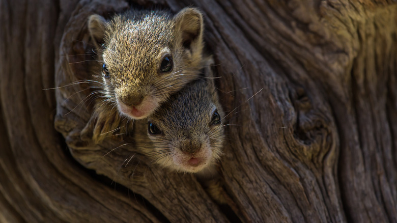 baby squirrels in tree hole nest