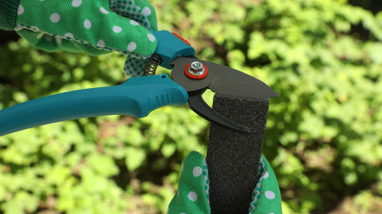 person sharpening pruner blade