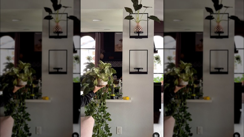 Framed plants hanging up on wall