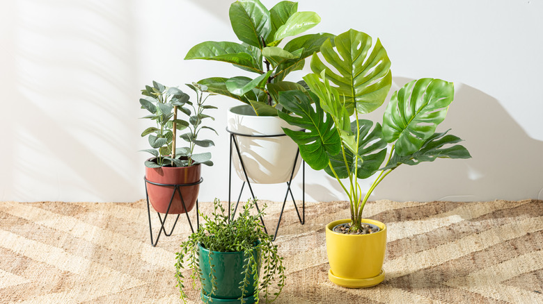 House plants in varying pots