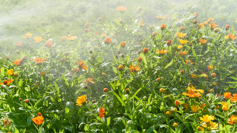 Water spraying on flower beds