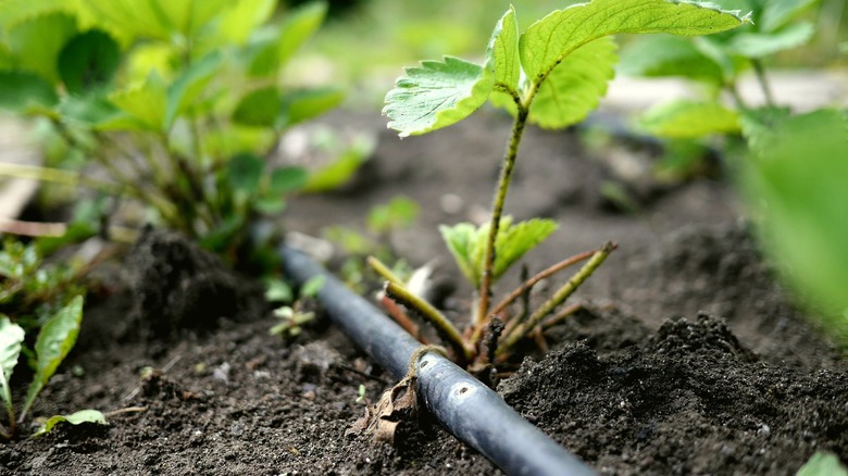 A soaker hose in garden