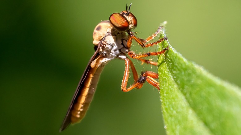 ogre gnat up close look