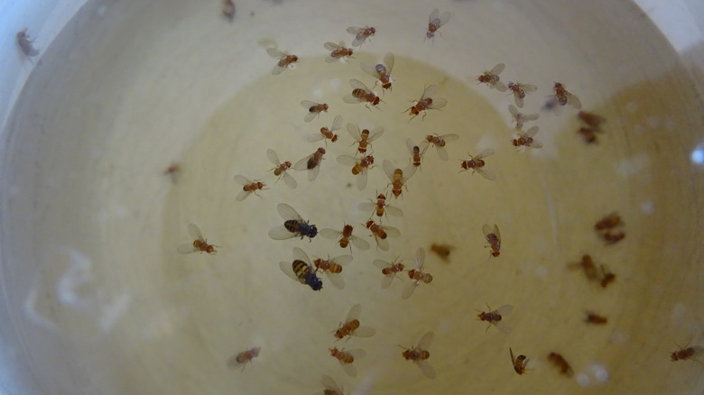 dead fruit flies in trap