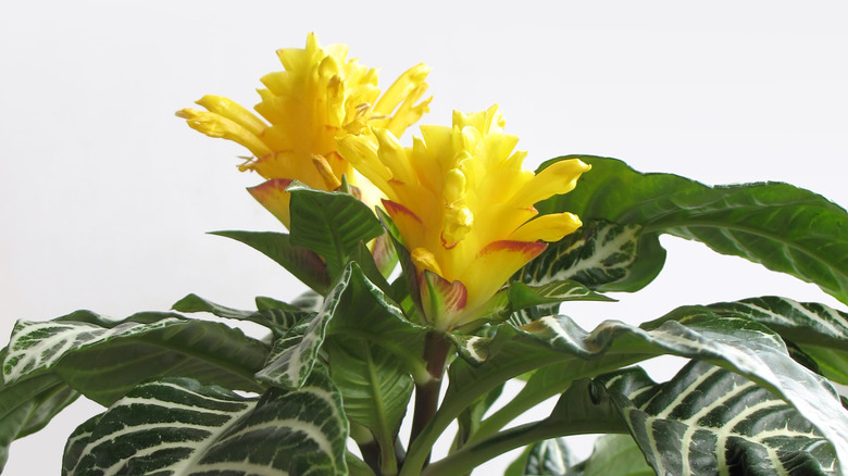 Zebra plant bloom