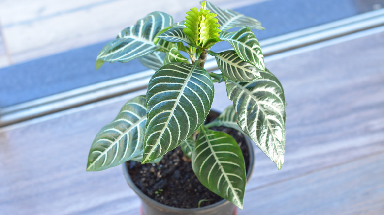 Potted zebra plant