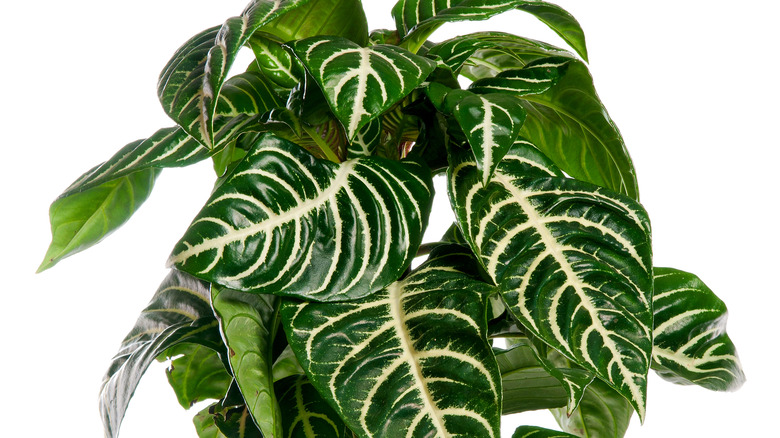 Zebra plant leaves