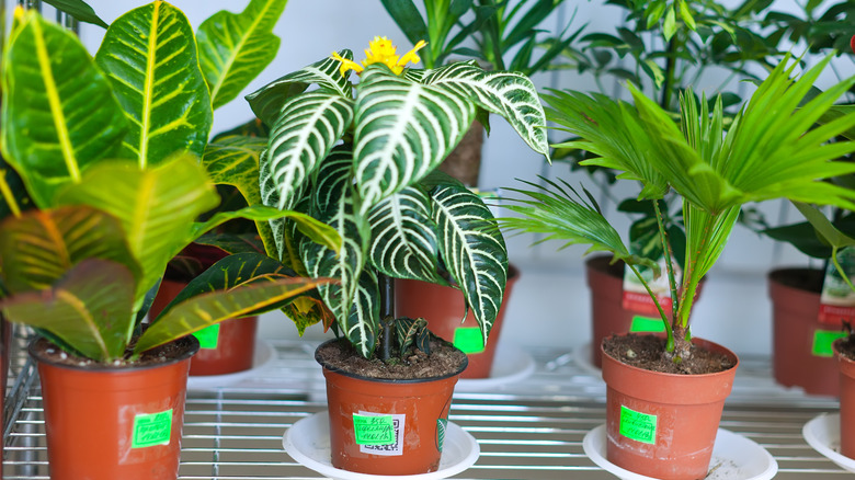 Potted zebra plants