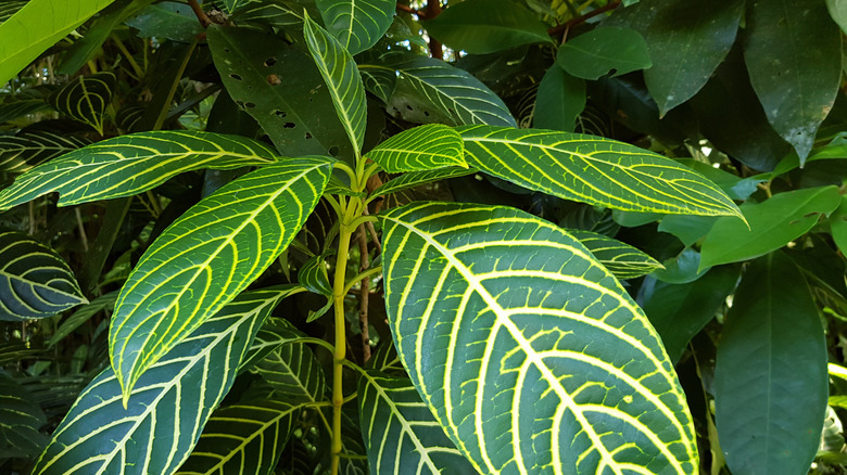 Zebra plant leaves