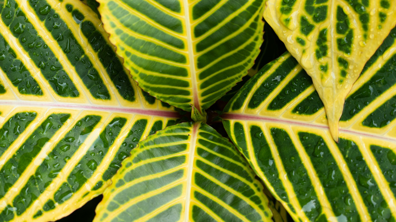 Yellow variegated zebra plant