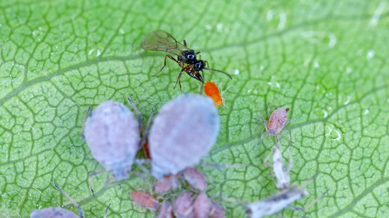 parastic wasps feeding on aphids