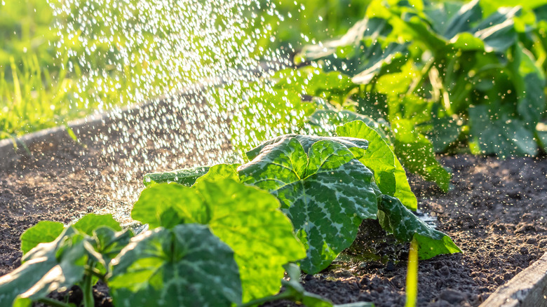 Spraying plants with water