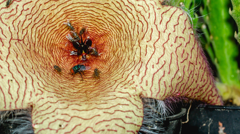 flies inside Zulu giant flower
