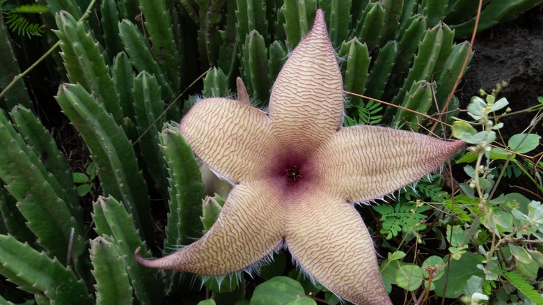 zulu giant flower